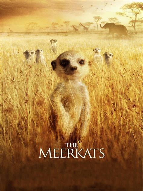 Prime Video The Meerkats