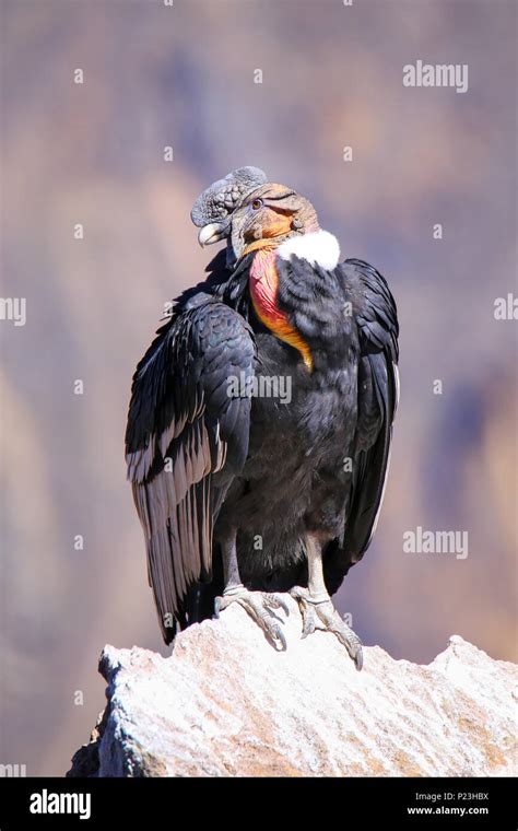 C Ndor Andino Vultur Gryphus Sentados En El Mirador De La Cruz Del