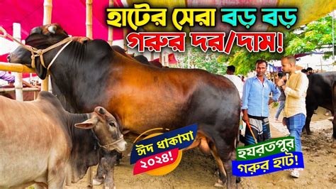 কুরবানী ২০২৪ হাটের বড় বড় সুঠাম দেহের গরুর দরদাম জানুন হযরতপুর