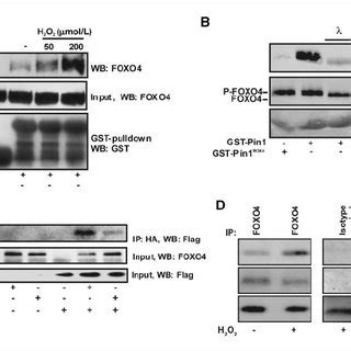 Pin1 Interacts With FOXO4 In Vitro And In Vivo A FOXO4 Binds Pin1 In