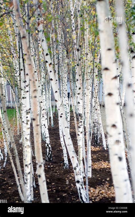 Silver birch sauna finland hi-res stock photography and images - Alamy