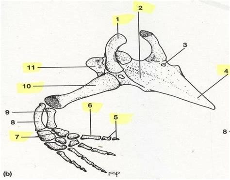 Necturus Pelvic Girdle And Hindlimbs Diagram Quizlet