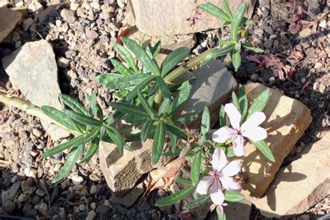 Photo Of The Entire Plant Of Pachypodium Pachypodium Succulentum