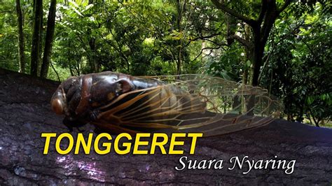 Tonggeret Suara Nyaring Youtube