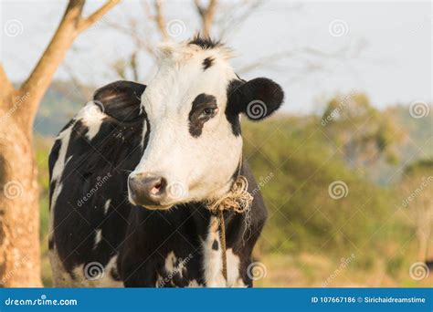 Vacas Blancos Y Negros En Un Campo Herboso Foto De Archivo Imagen De