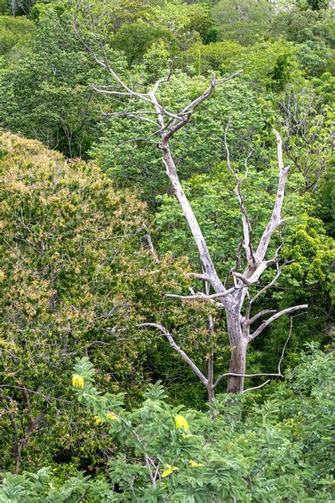 Boven De Bovenkant Van Vele Droge Bomen En Bladeren Stock Foto Image