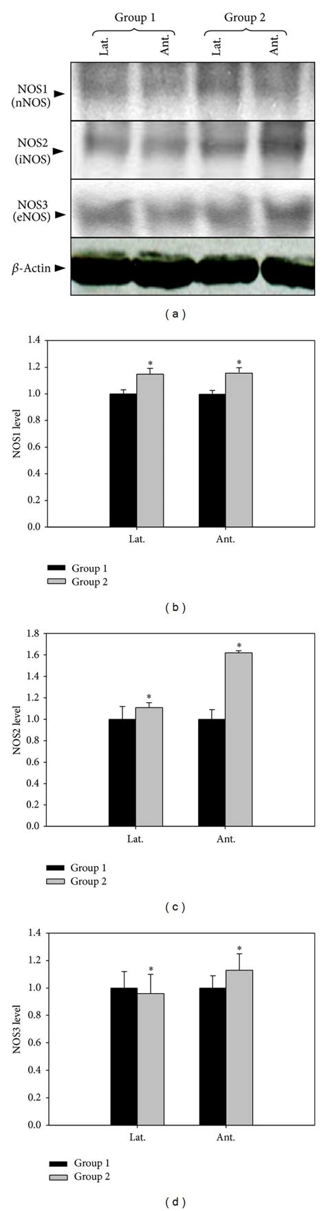 The effect of 5-alpha reductase inhibitor on expressions of nNOS, iNOS ...