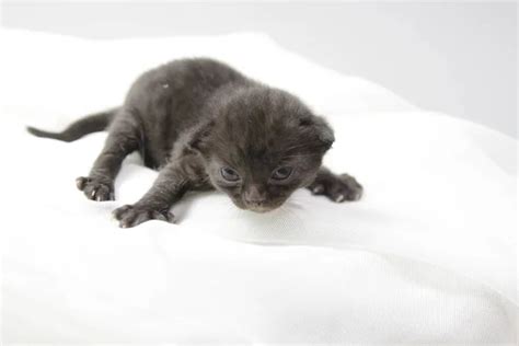 Baby panther Stock Photos, Royalty Free Baby panther Images | Depositphotos