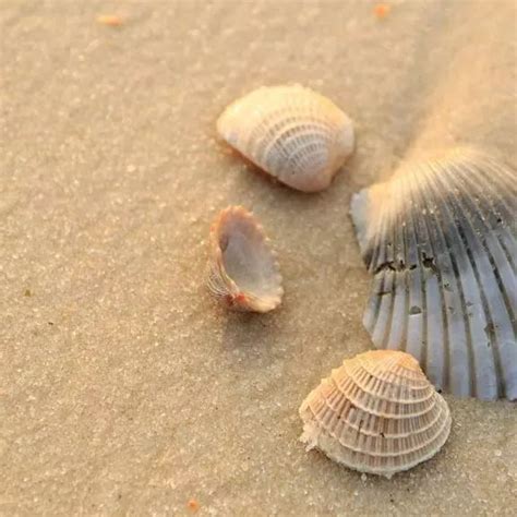 Tips To Find Shells On Alabamas Beaches Orange Beach Al Orange