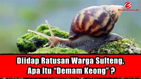 Diidap Ratusan Warga Sulteng Apa Itu Demam Keong Youtube