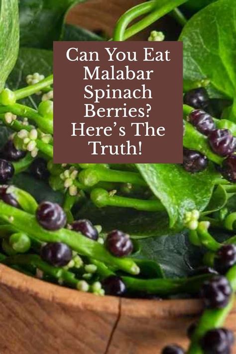 Can You Eat Malabar Spinach Berries Heres The Truth In 2023