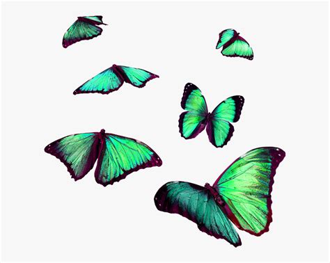 Transparent Butterfly Png For Editing