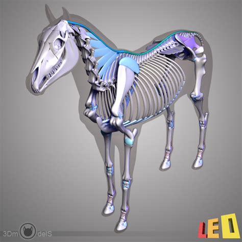 3d horse anatomy