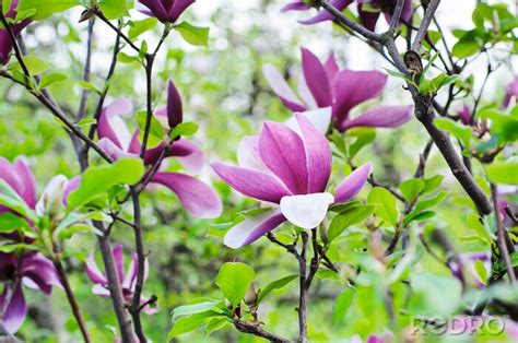 Fototapete Violette Magnolie und grüne Blätter nach Maß myredro de