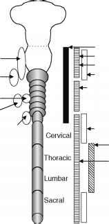 Neural Crest - Neural Crest - Mussen Healthcare