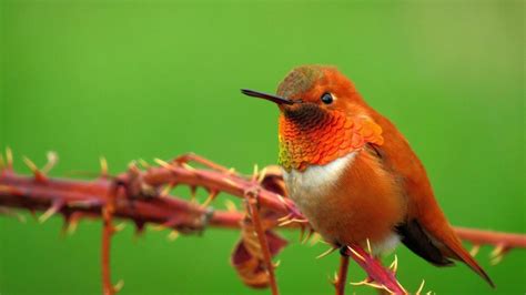 Hummingbirds Ohio Everything You Need To Know