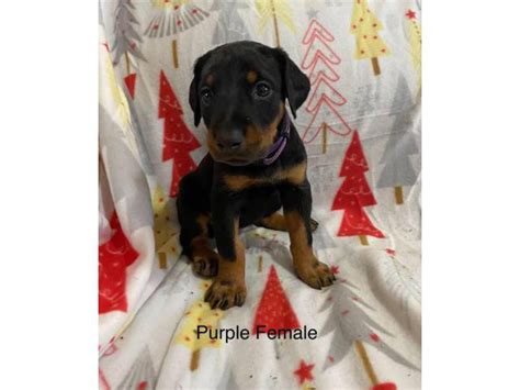 Females AKC Doberman puppies for sale. Columbus - Puppies for Sale Near Me