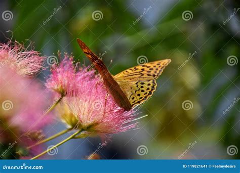 La Bella Farfalla Si Siede Sui Fiori E Raccoglie Il Polline Immagine