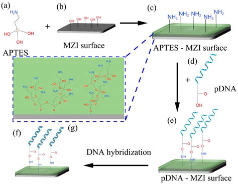 Sensors Free Full Text Label Free Dna Hybridization Detection Using