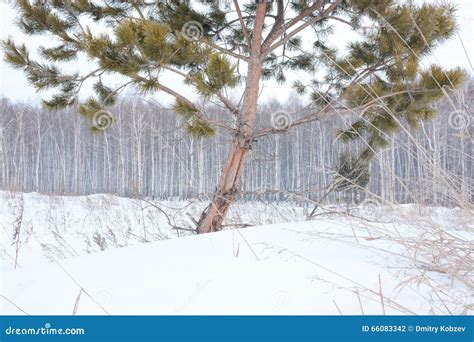 Arbres De Pin Et De Bouleau En Hiver Photo Stock Image Du Herbe