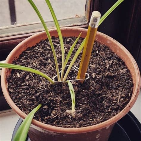 Spider Plants Care And 11 Growing Tips Plantcarefully