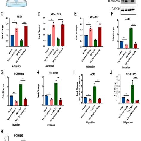 Ctsv Antibody Blockade Inhibits Adhesion Migration And Invasion In