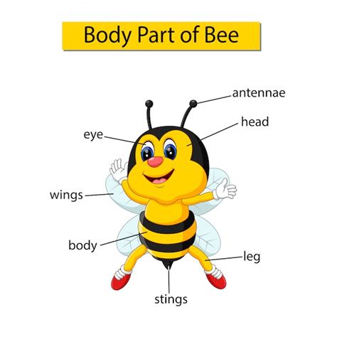 Diagrama Que Muestra Parte Del Cuerpo De La Abeja Vector Premium