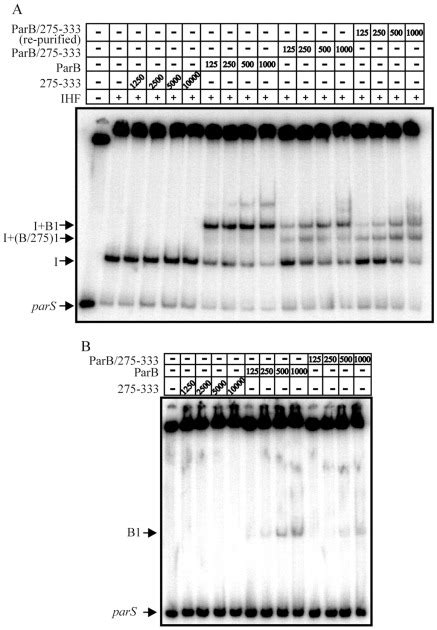 The Dna Binding Domains Of P Parb And The Architecture Of The P