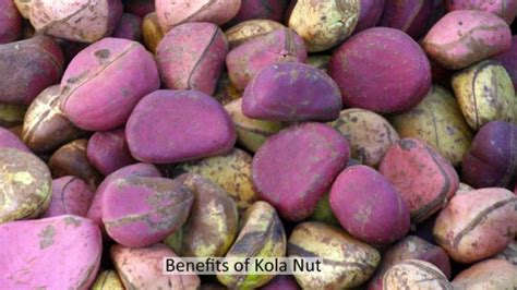 10 Amazing Health Benefits of Kola Nut - Uses, Side Effects