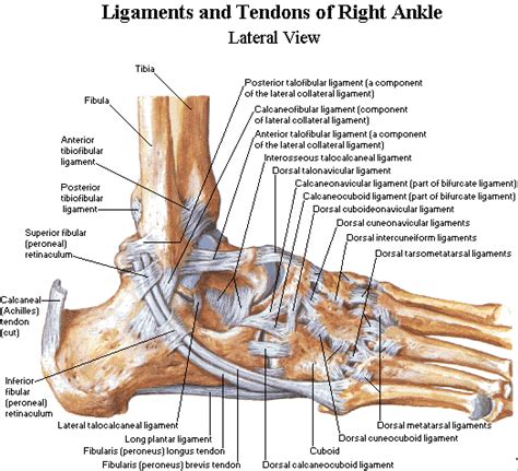 Yoga to your core: Joints - Introduction