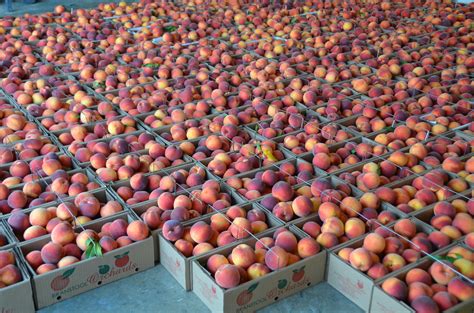 Peaches — Branstool Orchards