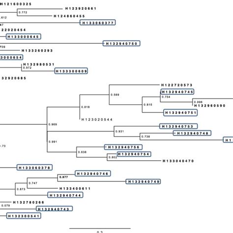 Mlst Rmlst Cgmlst And Wgmlst Results Of Salmonella Typhimurium