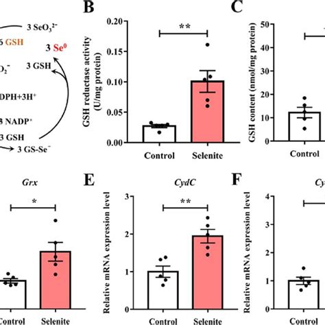 Effect Of Gsh On The Reduction Of Selenite By L Casei Atcc 393 A