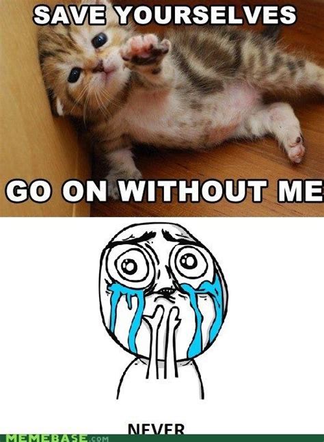 Not Gonna Happen! Scary Cat, Cute Animals, Shit Happens, Cats, Memes, Pretty Animals, Gatos ...