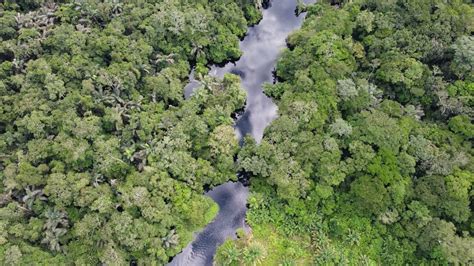 Lomako Yokokala Wildlife Reserve In Dr Congo