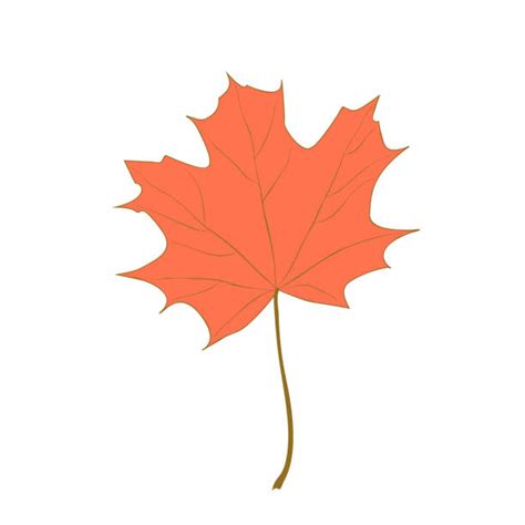 Cartoon Of A Canadian Maple Leaf Illustrations Royalty Free Vector