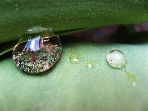 Free Images Water Drop Dew Plant Leaf Flower Green Flora