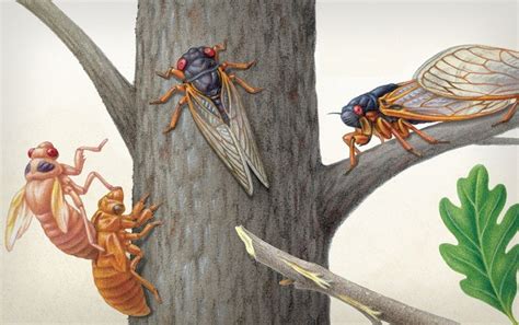 Brood X Cicadas Are Emerging at Last - Scientific American