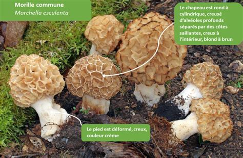 Comment reconnaître la morille Chasseurs de champignons