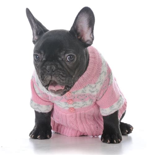 Female French Bulldog Stock Photo Image Of Cute Studio 112055882