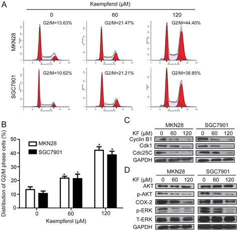 Kaempferol Inhibits Gastric Cancer Tumor Growth An In Vitro And In