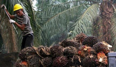 7 Daerah Penghasil Kelapa Sawit Terbesar Dan Berkualitas Di Indonesia