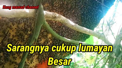 Dimusim Penghujan Ini Saya Mencoba Memanen Lebah Madu Odeng Youtube