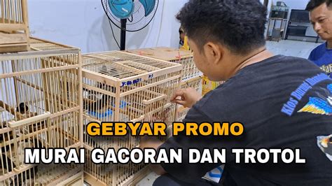 HADIR KEMBALI MURAI GACORAN DAN TROTOL TRAH PRESTASI YouTube