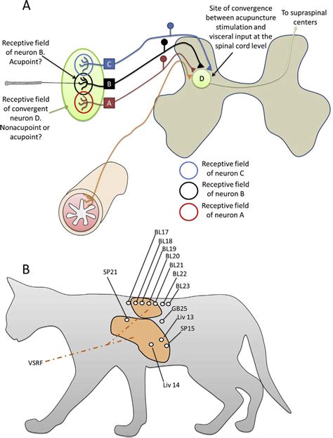 Receptive Fields And Acupoints A Arrangement Of Somatic And Visceral