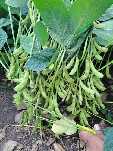 G Max KDS 992 Phule Durva Certified Soybean Seed Packaging Type PP