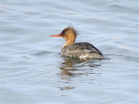 Duck Bird Water Free Photo On Pixabay Pixabay