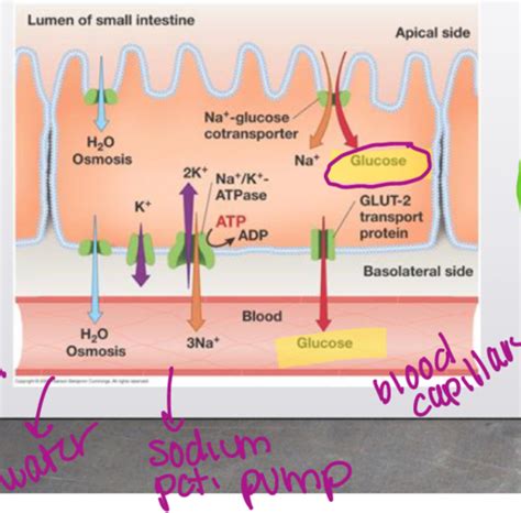 Digestion Carbohydrates Proteins Lipids Midterm Flashcards Quizlet