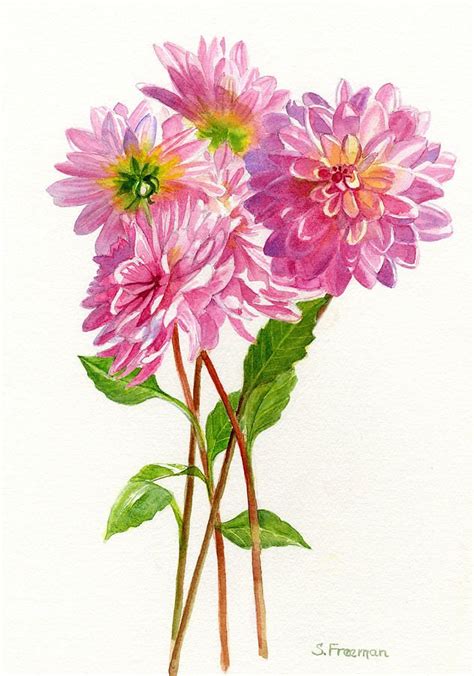 Pink Dahlias Painting By Sharon Freeman Pink Dahlias Fine Art Prints