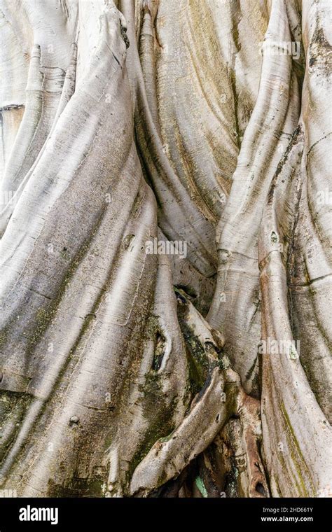 Rbol De Algod N Antiguo Gigante O Kapok Ceiba Pentandra En El Pueblo